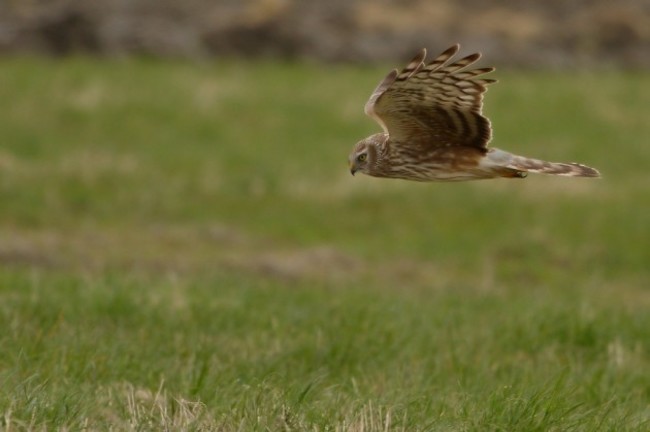 Blauwe Kiekendief, Hen Harrier (Circus cyaneus).