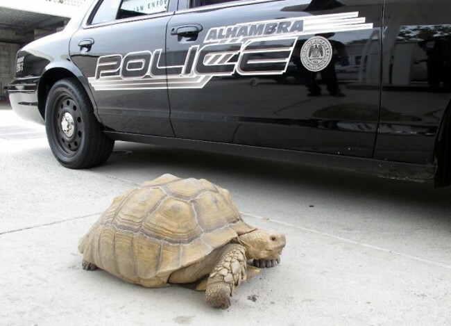 Giant Tortoise Found