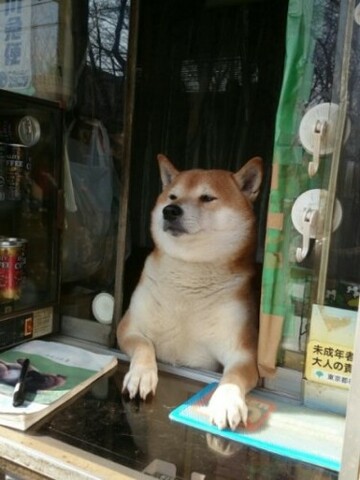 shiba inu tobacco shop This adorable dog 