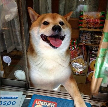 shiba inu tobacco shop This adorable dog 