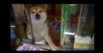 shiba inu tobacco shop This adorable dog 