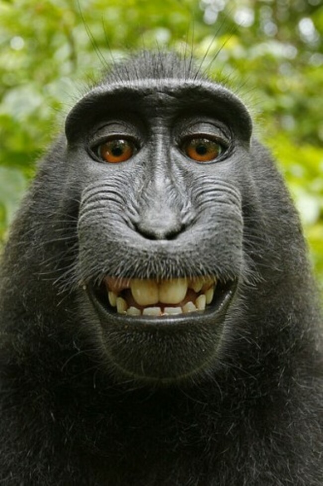 Macaca_nigra_self-portrait_(rotated_and_cropped)