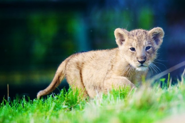 DublinZooLionCub01