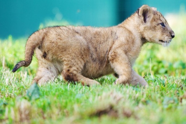 DublinZooLionCub07