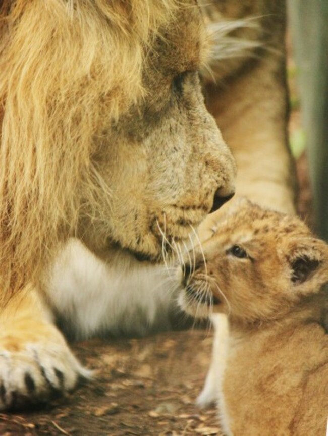 DublinZooLionCub11