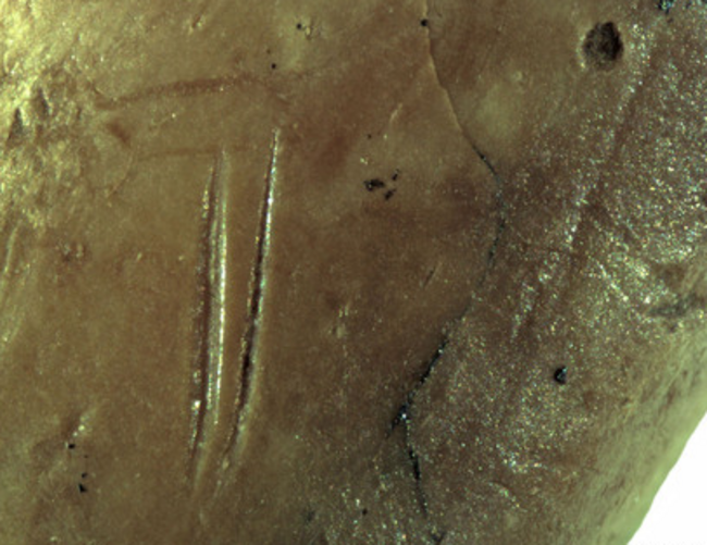 cut marks