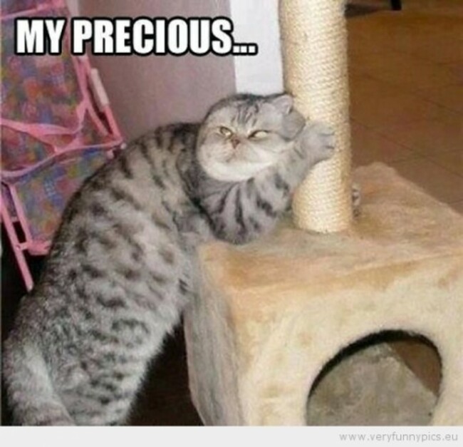 funny-picture-cat-my-precious-555x535