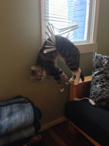 He required help to get down. Fortunately, no permanent damage to the cat or the blinds. - Imgur