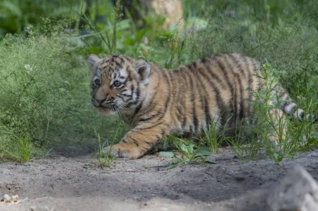 Russia Amur Tigers