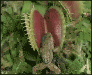 fly trap