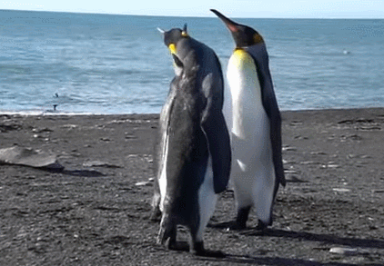 Just Three Penguins Having A Slap Fight The Daily Edge