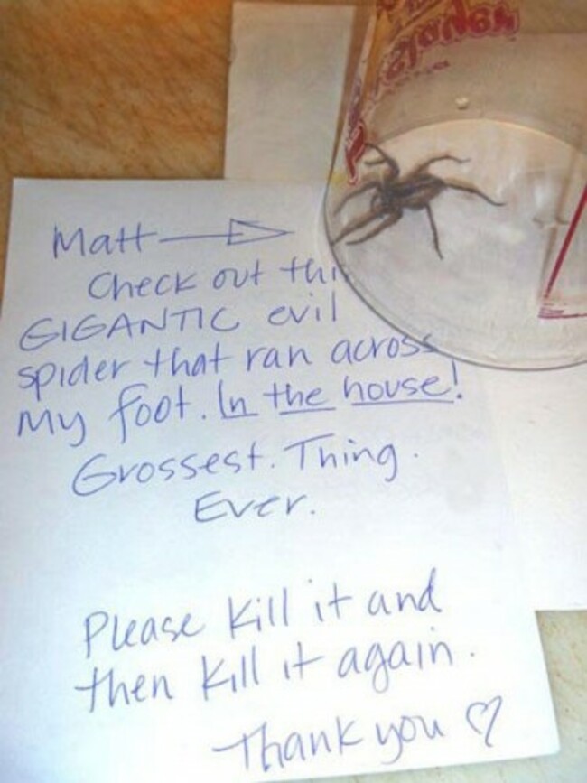 funny-rooomate-note-spider