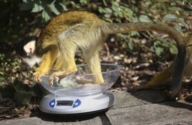 London Zoo annual weigh-in