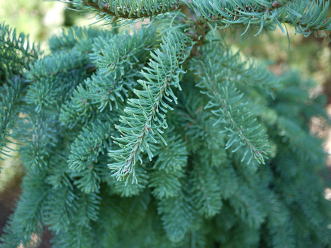 Abies procera 'La Graciosa'