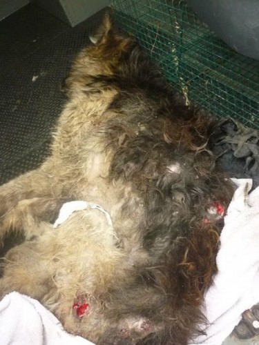 Ennis Dog Pound - WARNING ANIMAL CRUELTY!! THESE PICTURES... | Facebook