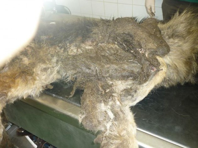 Ennis Dog Pound - WARNING ANIMAL CRUELTY!! THESE PICTURES... | Facebook