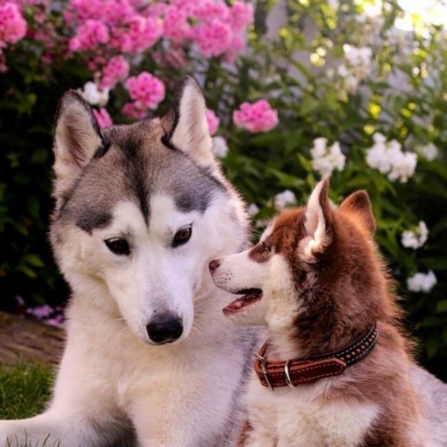 @mackenziefaye says Little hurricane (red and white) and Autumn (grey wolf) #dogsofinstagram #dog