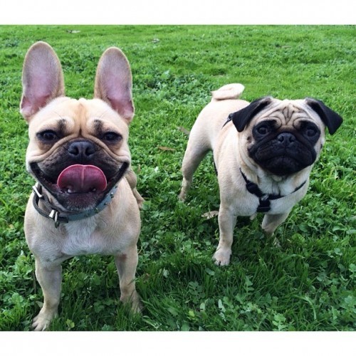 @janeyc_ says Bailey the pug and Aila the frenchie x pug! #dogsofinstagram #dog