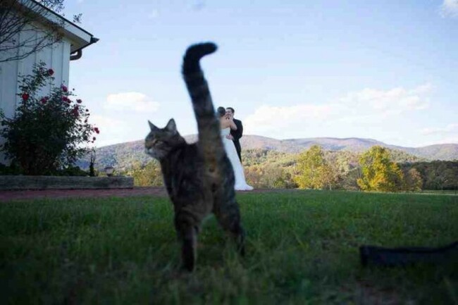 Wedding photo + outdoors + barn cat = awesome photobomb! - Imgur