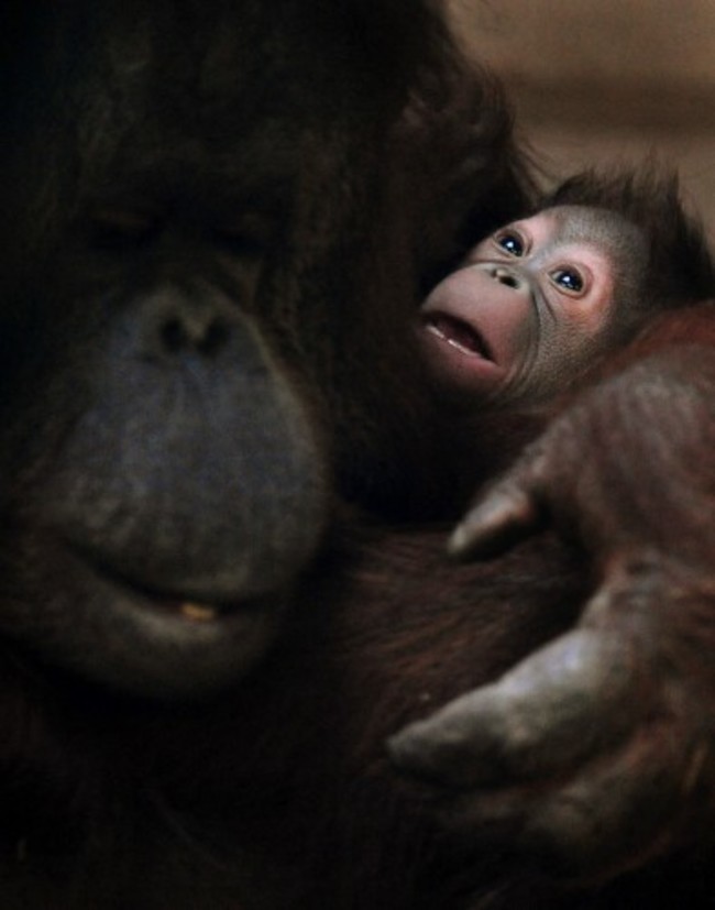 Baby orangutan at Twycross Zoo