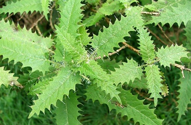 stinging-nettle