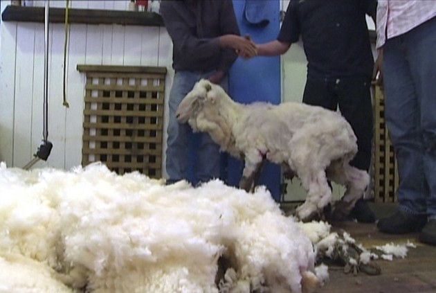Australia Woolly Sheep