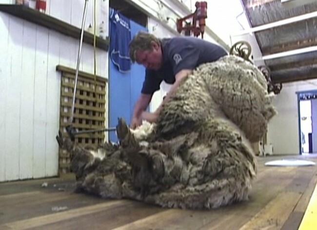 Australia Woolly Sheep