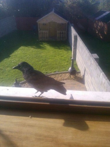 So the crazy crow woke up our house this morning