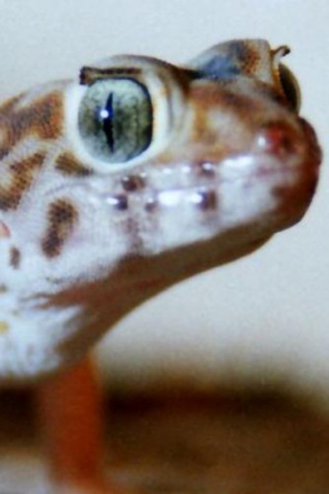 Gecko