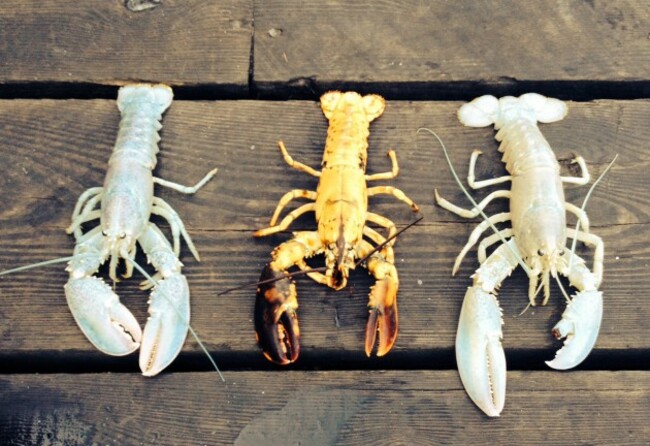 Albino Lobster