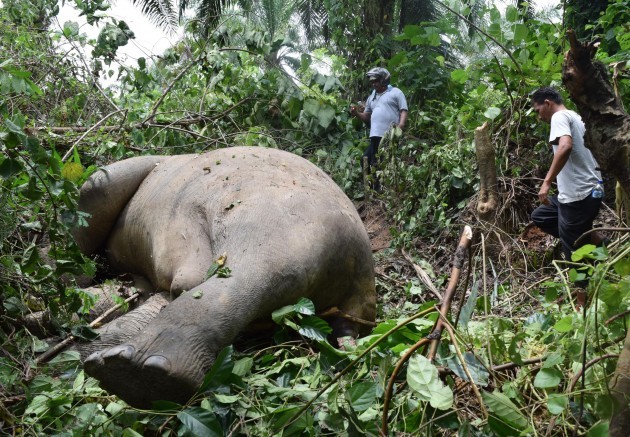 Indonesia Elephant Dead