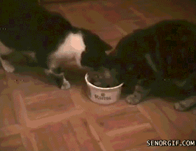 funny-gifs-cat-bro-this-is-mine