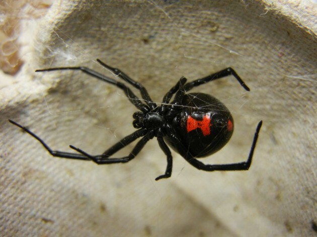 blackwidow