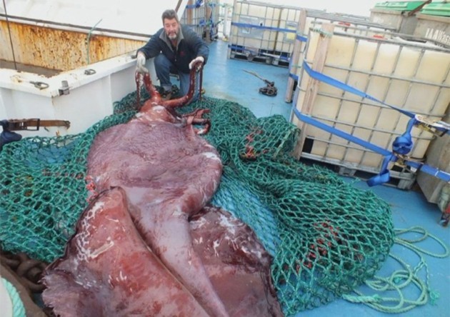 colossal-squid-main