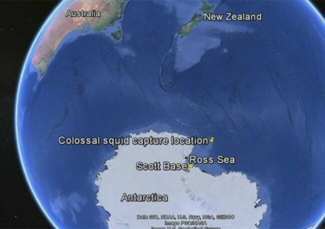 colossal-squid-ross-sea