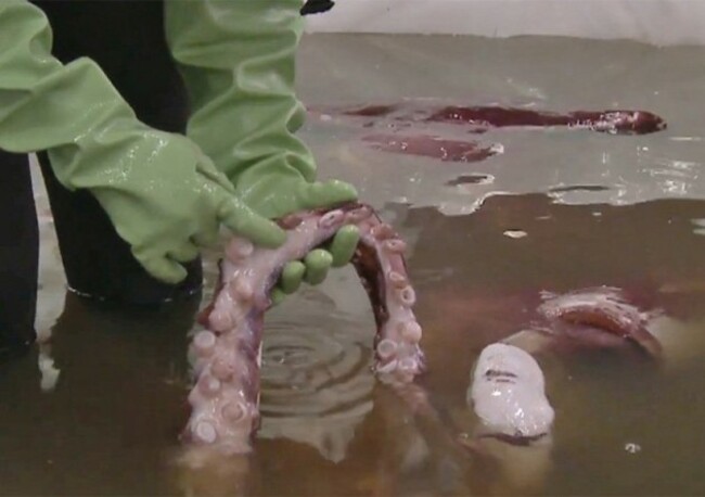 colossal-squid-tentacle