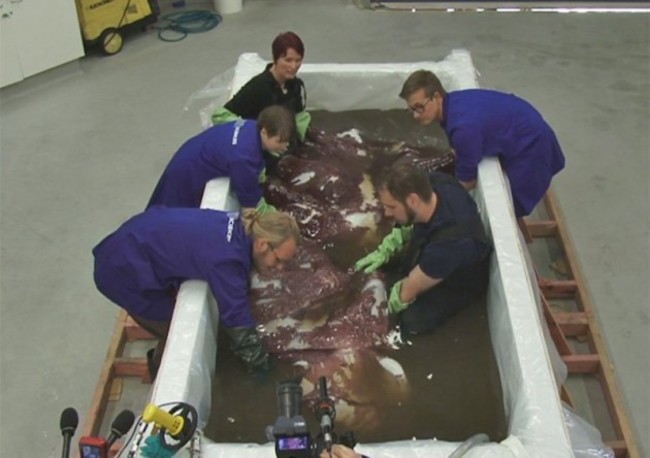 colossal-squid-body