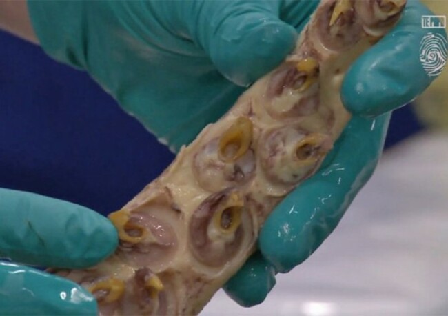 colossal-squid-hooks