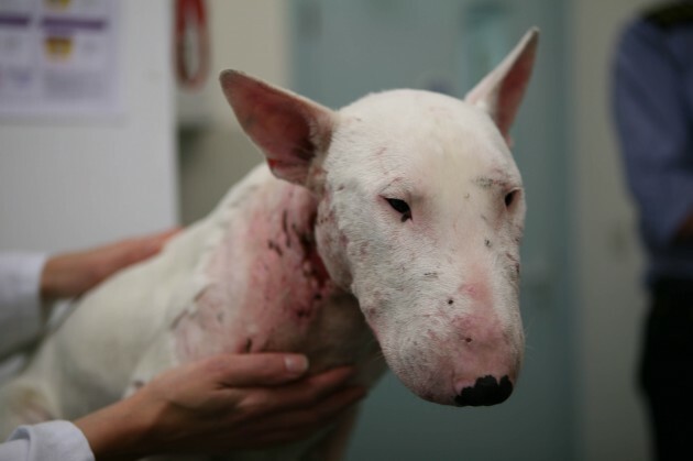 English bull terrier dog found battered, bloodied and discarded!