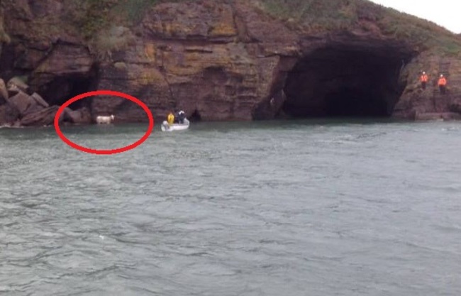 Dunmore East RNLI rescues stranded cow