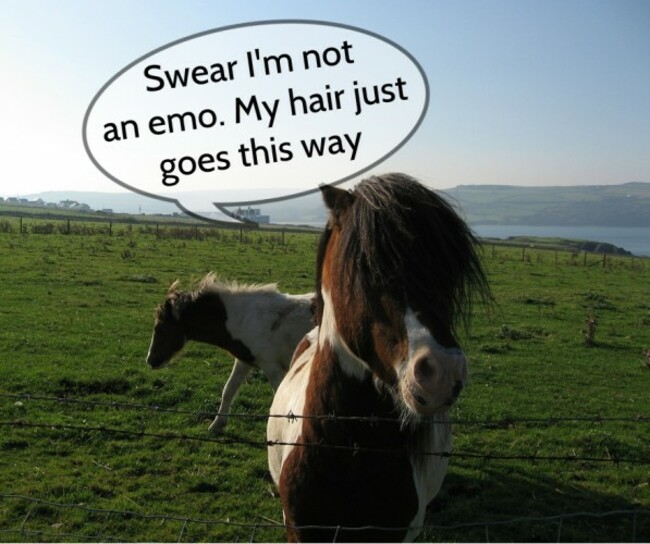 emohorse