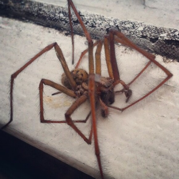 Ireland S Giant Spider Invasion Is Real But Here S What You