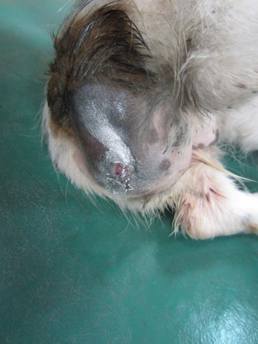 Barbaric act of cruelty on vulnerable puppy