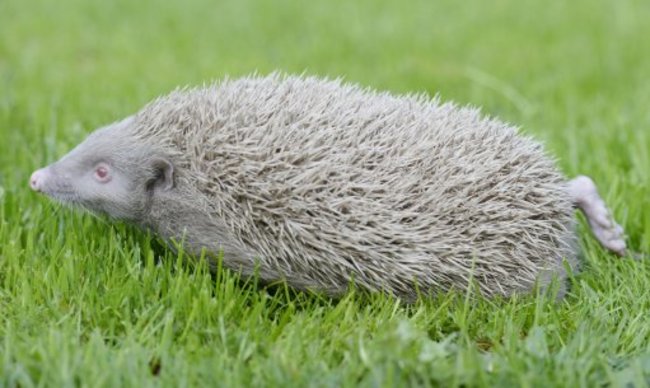 Two rare albino hedgehogs rescued