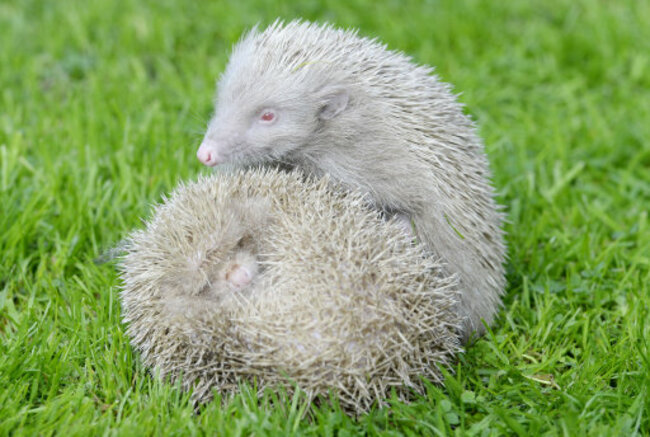 Two rare albino hedgehogs rescued