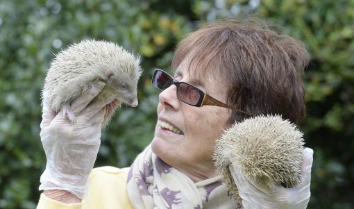Two rare albino hedgehogs rescued
