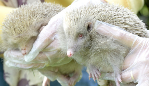 Two rare albino hedgehogs rescued
