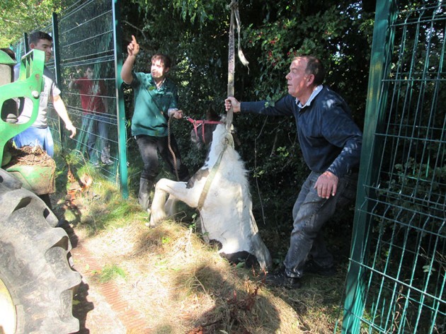 Lucky escape for foal - ISPCA to the rescue