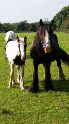 Foal had lucky escape - ISPCA to the rescue
