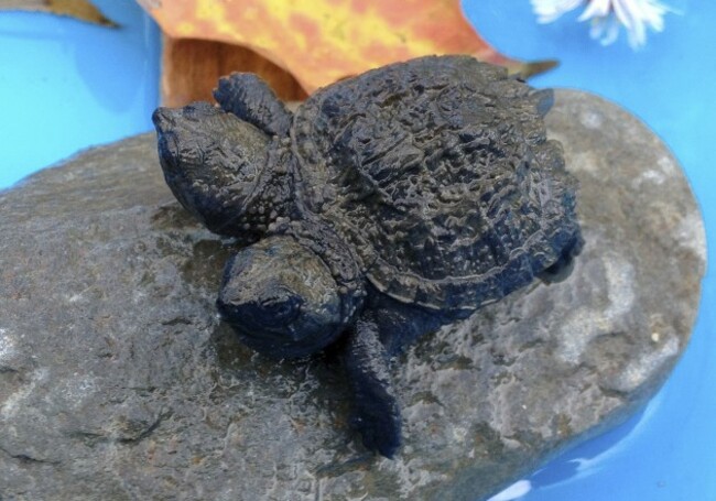 Two Headed Turtle